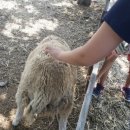 무등산양떼목장 이미지