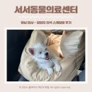 서동물병원 | 하남 미사 - 서서동물의료센터 강아지 치석 제거(스케일링)후기 내돈내산