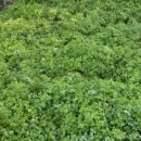 전호농장 이미지