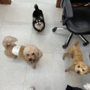 펫글타운 네이버블로그