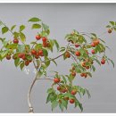 시우 이미지