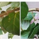 님프