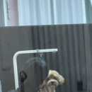 유독(dog) 이쁜날 이미지