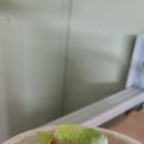 박쥐란 이미지