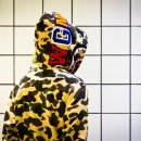 옐로우샤크 이미지