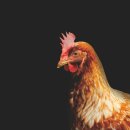 천수축산 이미지