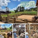 억새풀농장 | 고창 가볼만한 곳 ::상하농원 체험 :: 근처 풍천장어 맛집 (feat. 아이와 여름휴가)