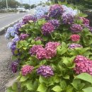 안덕소방서(안덕119센터) 2 이미지