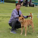 한국진도견협회