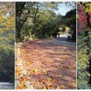 금지순환길 이미지