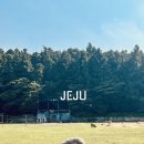 제주도 서쪽 수국 명소 성이시돌 젊음의집
