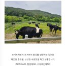 [로맨틱브라운] 요거트팩토리 그릭요거트 무가당요거트 맛있는 다이어트 간식 식단