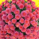 안진초등학교 이미지