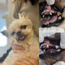 상아동물병원 | 14살 노견 강아지 스케일링 발치 후기, 비용(부산 금정구 동물병원 산책)