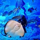 가오리PC 이미지