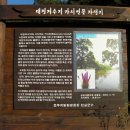 대정제 이미지