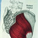 대둔근 (Gluteus Maximus ) 이미지