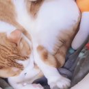 희날 이미지
