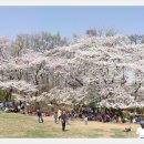 숲속의 오케스트라 이미지