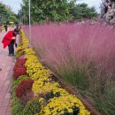 성락원가족들 유성 유림공원 국화축제 다녀 왔어요 🌳 이미지