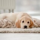 멍냥&꽁냥 이미지