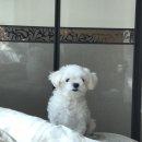 털뭉탱이 이미지