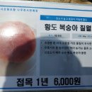 농장 경운 작업 및 유실수 고사나무 대체 심기 이미지