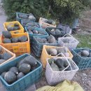 맥가네 만차랑 이야기 이미지