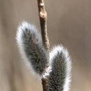 들꽃이야기 이미지