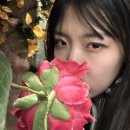멍멍이 날다 이미지