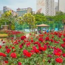 장미파크 이미지