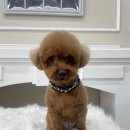 그루머공간 이미지