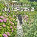 거제제일해양(주) | 거제 수국 명소 어디가 좋을까? 조선해양문화관 수국 개화상태
