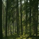 포레스트소울 이미지