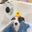 퍼피 비비드(puppy vivid) 이미지