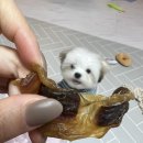 푸르미네 수제간식 | [애견간식] 위생적으로 만든 “ 뉴트리맥스 시골 닭똥집 강아지간식 ” 먹여봤어요 🐶