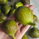 희망농원 | 영암 희망농원 청무화과 1kg 후기