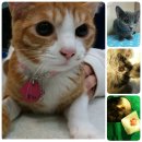 래플즈동물병원 이미지