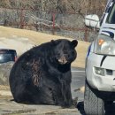 (유)현대렌트카 | 후쿠오카 유후인 벳푸 여행 2일차 기록(아프리칸 사파리, 바다지옥, 긴린코호수, 하카타역, 그릴오미야)