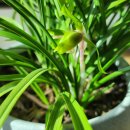 황포냉면 이미지