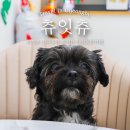 츄잇츄 이미지