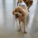 코모네 펫하우스 이미지