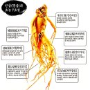 만병통치&#39;약으로 알려진 홍삼(紅蔘)&#39;의 오해와 진실