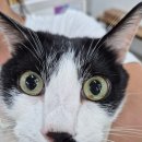 봉식동물병원 이미지