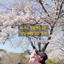 제주올래로(1동) | 제주시 벚꽃명소 3곳 당일치기 여행 후기(ft. 전농로, 한라수목원, 제주대 아라캠퍼스)