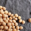 콩이야기 이미지