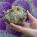 [알2] 알리움 대사 Allium Ambassador 5구 1세트 50,000원에 15세트 국제배송비 포함 공동구매합니다. 이미지
