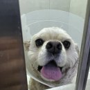 본동물메디컬센터 24시수성점 이미지