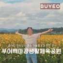 체육공원길(중로2-4) | 충남 부여백마강생활체육공원 숨겨진 코스모스 명소 가을꽃구경으로 추천