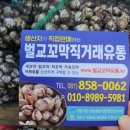 벌교꼬막 직거래 유통 이미지